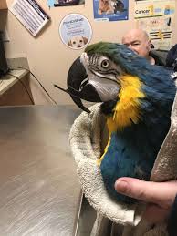 The numbers of pet owners keep going higher and higher and even as we speak, someone could be adopting a pet right now. Exotic Pet Services In East Windsor Nj East Windsor Animal Hospital