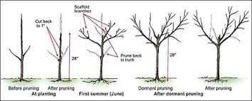 Peach Tree Pruning And Malabar Farms Pruning Peach Trees Pruning Fruit Trees Fruit Trees