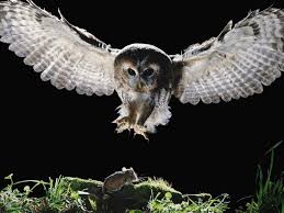 But cats have better look :p and also eat fish too and can easily be feed if you also. What Do Owls Eat