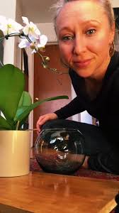 Repotting my Silver Dragon Scale about a year after it's first potting...