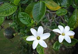 Gardenia Brighamii Plants Gardenia Flora Flowers