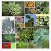 These nonflowering plants help ensure a consistent. Https Encrypted Tbn0 Gstatic Com Images Q Tbn And9gcsdbrl7sqtb7actar4aza3fdi0rort9ovrjizwmnewx53fw0xjt Usqp Cau