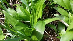 Sammelliste Essbarer Wildpflanzen April Strahlemensch Pflanzen Waldpflanzen Wild