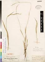 Image result for Moorochloa eruciformis