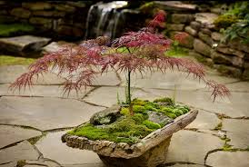 Beautiful Balance Between The Tree And Base Japanese Garden Plants Japanese Garden Design