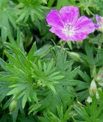 Cranesbill, long living perennial geranium that blooms all season. Perennial Geraniums Or Cranesbills Horticulture And Home Pest News
