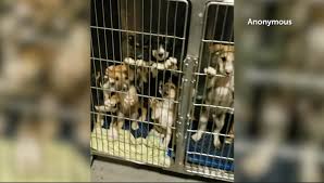 Learn more about humane society of el paso in el paso, tx, and search the available pets they have up for adoption on petfinder. Difficult Images To See Mauled Animals Overcrowding Prompts Investigation At El Paso Animal Services Kvia