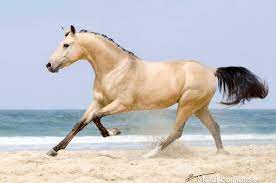 Portfolio Merel Bormans Photography Horses Horse Life Buckskin Horse
