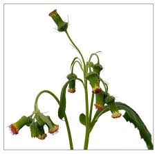 Image result for Crassocephalum crepidioides