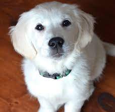 Golden retriever puppies are the ultimate family dogs. White Golden Retriever Puppies Indiana Goldens Indiana Goldens