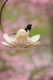 Gail Flowers 33 Jpg Bird Bird Feeders Bird House Kits