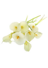 Maybe you would like to learn more about one of these? Calla Lily Flowers Sold In Bulk For The Diy Wedding Or Any Event