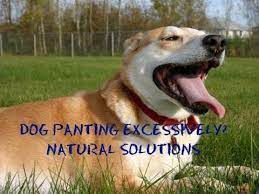 why your dog pants and what you can do about it dog yawning dogs dog pants