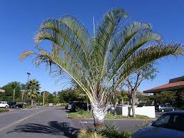 Image result for Dypsis decaryi
