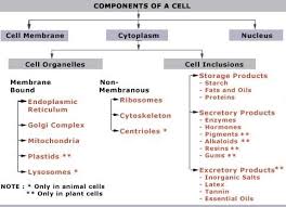 Cell Components Cell Membrane Cell Wall Cell