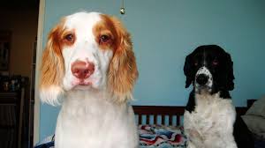 Black And White English Springer Spaniel Hunting Satch My Lemon English Springer Spaniel And Smoke My English Springer Spaniel Spaniel Hunting Fishing English Springer Spaniel