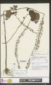 Image result for Achyrospermum ciliatum