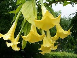 Image result for durman obecný květ