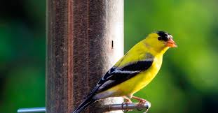 Hopefully it will become one of your favorite hobbies too! 5 Fascinating Facts About Nyjer Seed Lyric Wild Bird Food