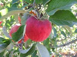 Our expertly crafted collections offer a wide of range of cooking tools and kitchen appliances, including a variety of antique apple corer. Apples A Z Devoto Gardens Orchards