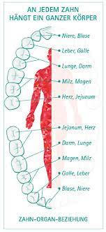 Zahn Organ Beziehung Haus Der Zahngesundheit Koln
