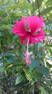 We did not find results for: Tropical Hibiscus At Jungle Bay Passion Fruit Flower Hibiscus Boutique Retreats