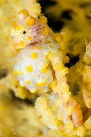 Image result for Pycreus muricatus