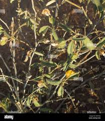 Image result for Sida ovata