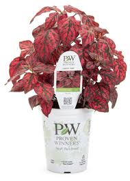 Image result for Hippocratea pallens