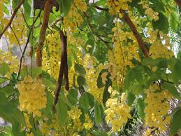 Image result for Cassia burttii