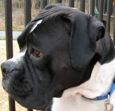 Boxer puppy for sale near ohio, shreve, usa. Black Tie Boxers Home Facebook