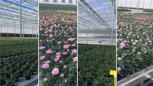 Alibaba.com offers 2,278 flowers from holland products. Chinese Production Of Potted Mini Rose Business Is Growing