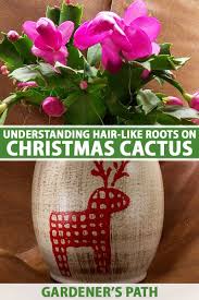 Christmas cactus, thanksgiving cactus or easter cactus. Understanding Hair Like Roots On Christmas Cactus Gardener S Path