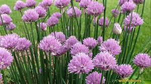 Pin Di Jodie Su Herbs Fiori Edibili Piante Commestibili Piante Perenni