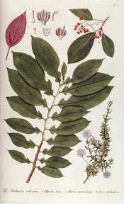 Image result for Hilsenbergia