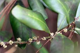 Image result for Myrsine