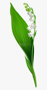 Check spelling or type a new query. Free Png Download Lily Of The Valley Flower Png Png Lily Of The Valley Png Image Transparent Png Free Download On Seekpng