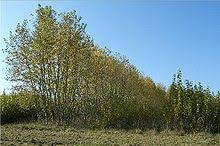 La chroniqueuse a raconté ce jour où elle a sauvé son mari, victime d'un avc. Peuplier Wikipedia