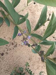 Image result for Neorautanenia mitis