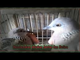 Derkuku kelantan juara nasional vs tekukur lokal juara daerah. Cara Membedakan Tekukur Jantan Dan Betina Akurat Youtube
