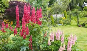 Some suppliers will be able to provide you with large quantities of seed for a big project as well as small seed packets and individual plants. Alan Titchmarsh S Tips On Growing Perennials Express Co Uk