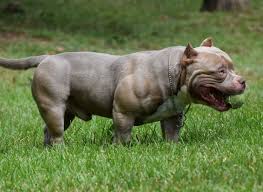 Since this is one … Proof That The American Bully Is The Best Dog Breed