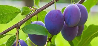 La Pollinisation Des Arbres Fruitiers Gamm Vert