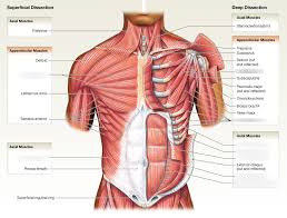 The muscles of the abdomen, lower back, and pelvis are separated from those of the chest by the muscular wall of the diaphragm, the critical breathing muscle. Anat Unit 2 Anterior Torso Lab Markers Diagram Quizlet