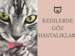kedilerde goz hastaliklari genel bilgiler ve tedavi yontemleri vetrium cayyolu veteriner klinigi