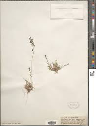 Image result for Eragrostis sclerantha