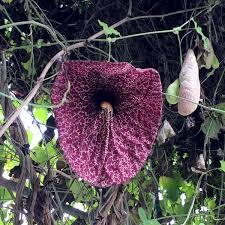 Image result for Aristolochia