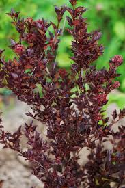 Organize your storage spaces and prepare your tools. 15 Best Small Shrubs For Gardens Evergreen And Flowering Shrubs