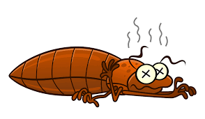 All county's exterminators can help you with pest control in putnam county, westchester county, and dutchess county. The Bed Bug People Cny Bed Bug Extermination New York State