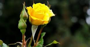 How To Make Organic Rooting Hormone Best Rooting Hormone By Kitchen Gardening Urdu Hindi Youtube Rose Care Planting Roses Growing Roses
